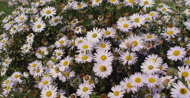 Kalimeris incisa 'Madiva'